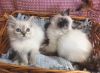 Beautiful Blue Eyes** Lynx Point Ragdoll Kittens - Registered