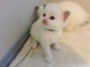 Adorable Purebred Registered Ragdoll Kittens