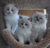 Beautiful Ragdoll Kittens.. READY NOW!!