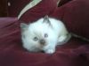 male and Female ragdoll kittens house
