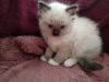 Beautiful Pedigree Ragdoll Kittens.Text us on (xxx) xxx-xxx9