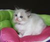 Beautiful Full Pedigree Ragdoll Kittens!TEXT (xxx) xxx-xxx6