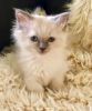 Bluepoint Ragdoll Kittens now available.