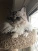 Silver/White Female Mitted Seal Point Ragdoll Beauty Need New Home