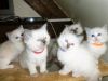 Ragdoll kittens available now home