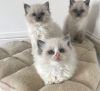 Nice Lovely Ragdoll Kittens Ready