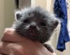 Ragdoll Kittens Ready for Forever Home 12/26/19