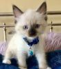 Gifted Male and female Ragdoll Kittens