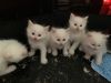Healthy Home raised Ragdoll kittens