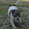 Cute ..,.,rat Terrier Puppies For Sale