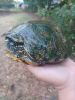 Old read eared slider for sale dallas, texas