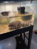 Two turtles for sale, too big for aquarium