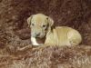 AKC Rhodesian Ridgeback Puppies