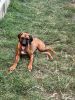 Trained Rhodesian ridgeback 6 month old puppy