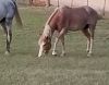 Rehoming Sonee the horse
