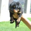 loving male and female rottweiler puppies