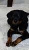 Rottweiler Male Puppy for Sale