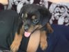I want to sell my rottweiler