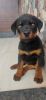 Rottweiler timmitor