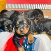 10 week old Rottweiler pups