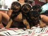 capable Rottweiler Puppies