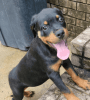 Friendly male and female Rottweiler Puppies