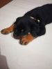 Rottweiler male 40 days with free feed