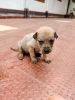 Puppy for sale in Wayanad