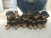 Cubby puppies