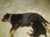 Rottweiler male puppies
