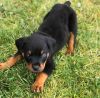 Christmas Rottweiler puppies for sale