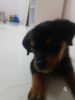 Rotweiler puppy for sale
