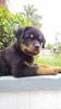 Rottweiler puppies available with best quality and with paper