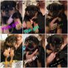 AKC Rottweiler puppies for sale