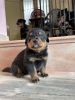 ROTTWEILER PUPPIES FOR SALE