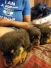 German Rottweiler puppies color black and tan 7 weeks old 3 males 2f