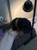 Rottweiler puppies rehoming fee