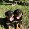 The best healthy rottweiler puppies
