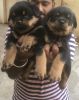 Rottweiler puppies for sale in chennai xxxxxxxxxx