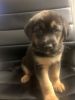 ADORABLE Rottweiler Mix Puppies For Sale