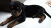 Rottweilwer for sale urgent only 45 days