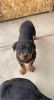 Selling Rottweiler puppy