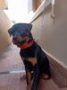 Rottweiler male 20 months old