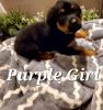 Rottweiler Pups available