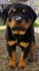 Beautiful and Lovable Rotties