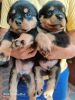 Apple head rottweiler puppies for sale, KCI certified