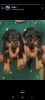 rottweiler original breed for sale in reasonable price for pet lovers
