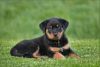 ROTTWEILER PUPPY AVAILABLE FOR SALE