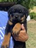 AKC Rottweiler pups for sale