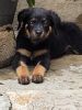 Rottweiler puppy with father kci available